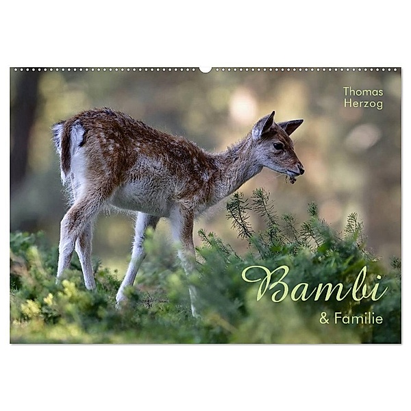 BAMBI & Familie (Wandkalender 2024 DIN A2 quer), CALVENDO Monatskalender, www.bild-erzaehler.com, Thomas Herzog