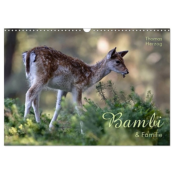BAMBI & Familie (Wandkalender 2024 DIN A3 quer), CALVENDO Monatskalender, www.bild-erzaehler.com, Thomas Herzog