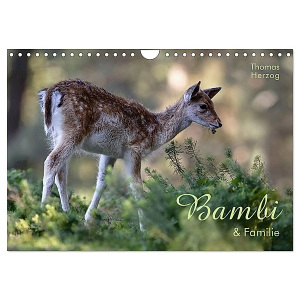BAMBI & Familie (Wandkalender 2024 DIN A4 quer), CALVENDO Monatskalender, www.bild-erzaehler.com, Thomas Herzog