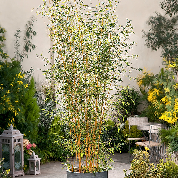 Bambus Aureocaulis im 10-Liter-Topf