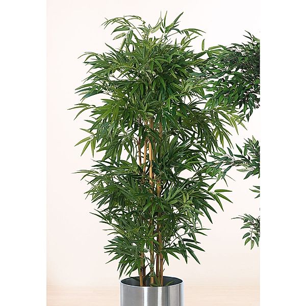 Bambusbaum