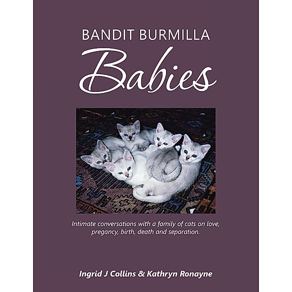 Bandit Burmilla Babies, Ingrid J Collins, Kathryn Ronayne