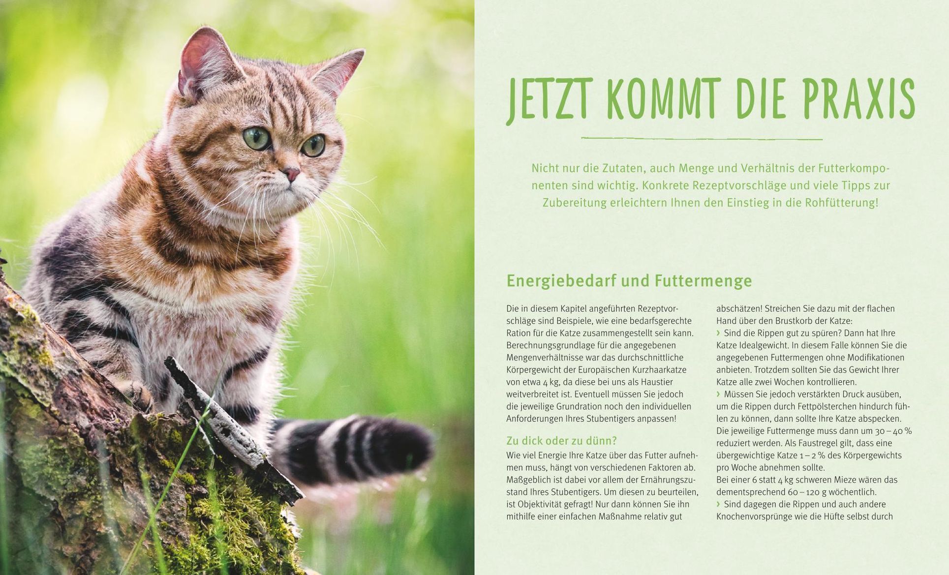 BARF für Katzen Buch jetzt bei Weltbild.ch online bestellen