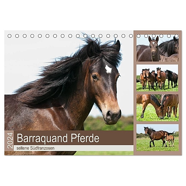Barraquand Pferde - seltene Südfranzosen (Tischkalender 2024 DIN A5 quer), CALVENDO Monatskalender, Meike Bölts