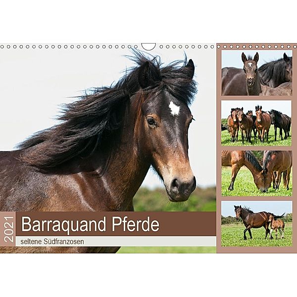 Barraquand Pferde - seltene Südfranzosen (Wandkalender 2021 DIN A3 quer), Meike Bölts