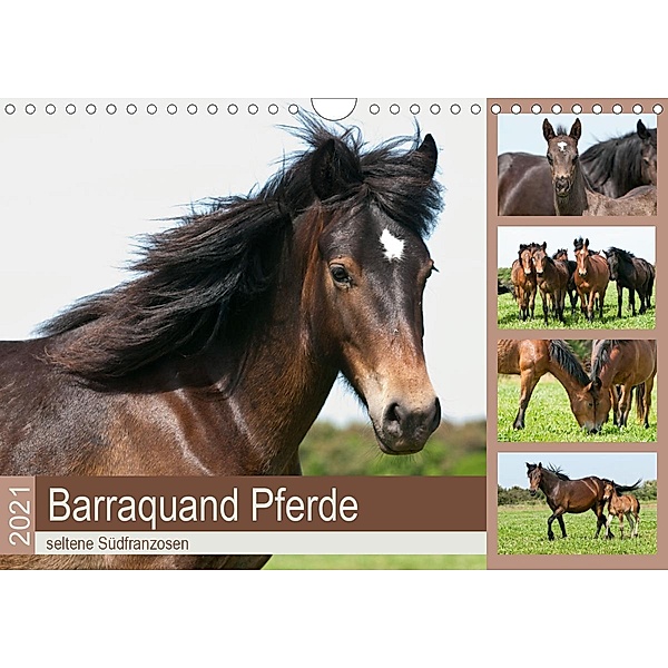 Barraquand Pferde - seltene Südfranzosen (Wandkalender 2021 DIN A4 quer), Meike Bölts