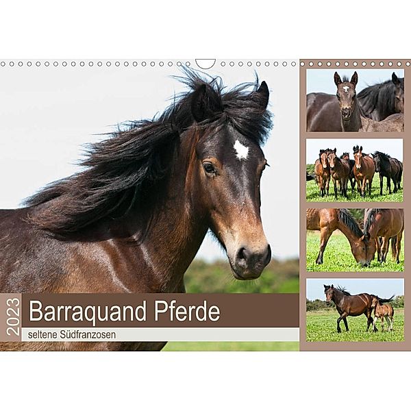 Barraquand Pferde - seltene Südfranzosen (Wandkalender 2023 DIN A3 quer), Meike Bölts