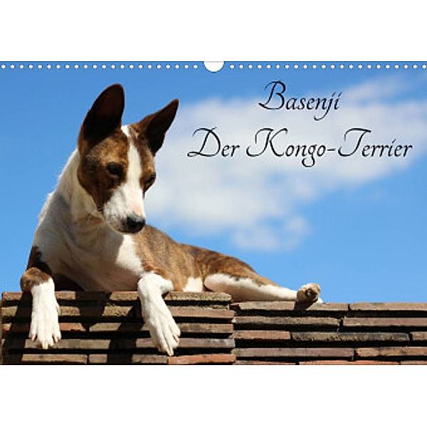 Basenji, der  Kongo-Terrier (Wandkalender 2022 DIN A3 quer), Petra Wobst