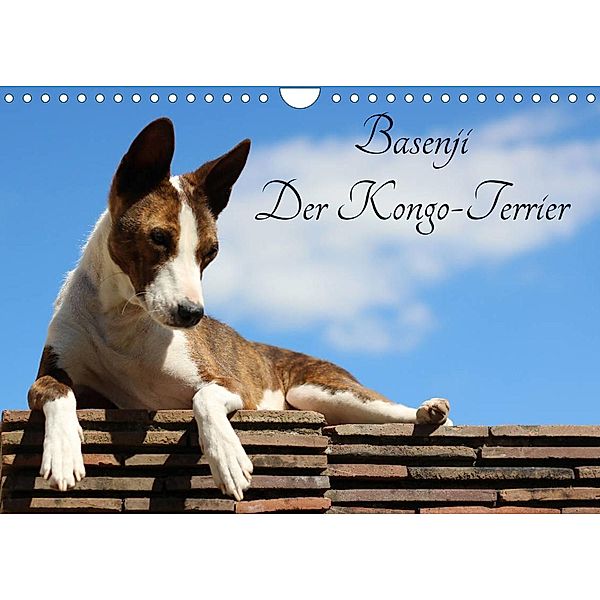 Basenji, der  Kongo-Terrier (Wandkalender 2023 DIN A4 quer), Petra Wobst