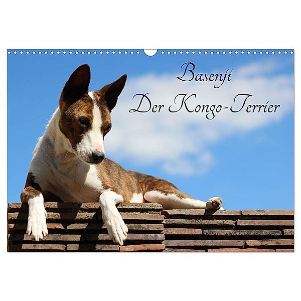 Basenji, der Kongo-Terrier (Wandkalender 2024 DIN A3 quer), CALVENDO Monatskalender, Petra Wobst