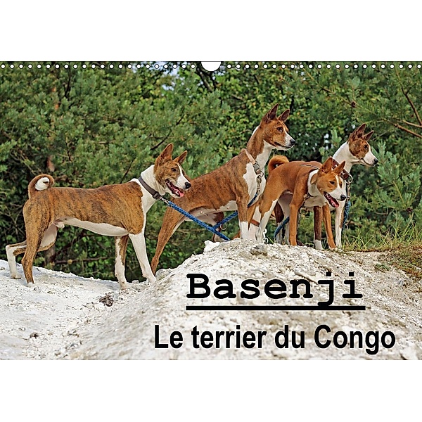Basenji Le terrier du Congo (Calendrier mural 2021 DIN A3 horizontal), Petra WOBST