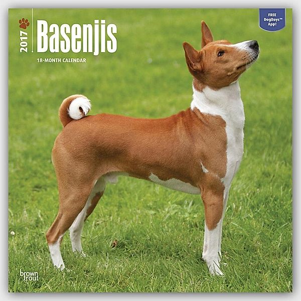 Basenjis - Kongo-Terrier 2017 - 18-Monatskal.