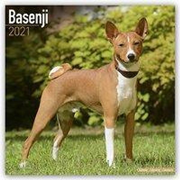Basenjis - Kongo-Terrier 2021 - 16-Monatskalender mit freier DogDays-App, Basenjis 2021