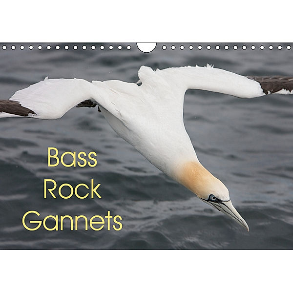 Bass Rock Gannets (Wall Calendar 2019 DIN A4 Landscape), Glenn Upton-Fletcher