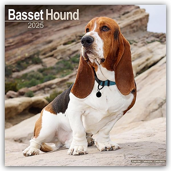 Basset Hound - Bassets 2025- 16-Monatskalender, Avonside Publishing Ltd