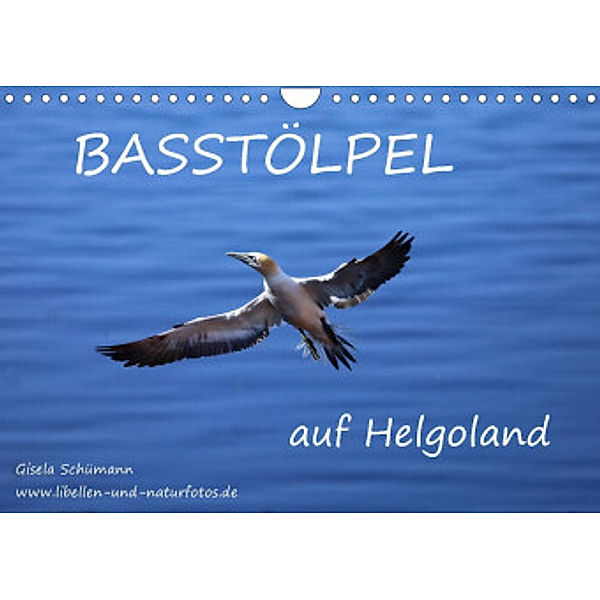 Basstölpel auf Helgoland (Wandkalender 2022 DIN A4 quer), Gisela Schümann