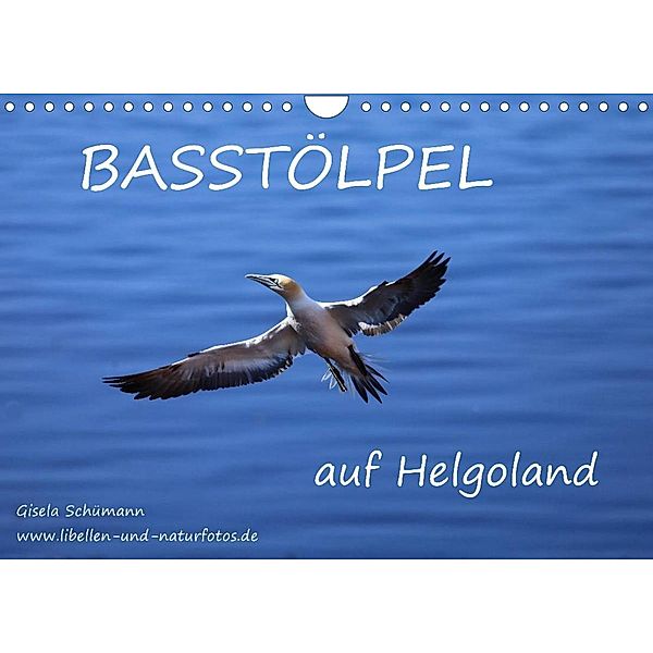 Basstölpel auf Helgoland (Wandkalender 2023 DIN A4 quer), Gisela Schümann