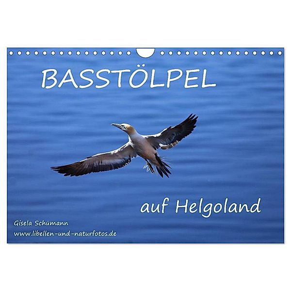 Basstölpel auf Helgoland (Wandkalender 2024 DIN A4 quer), CALVENDO Monatskalender, Gisela Schümann