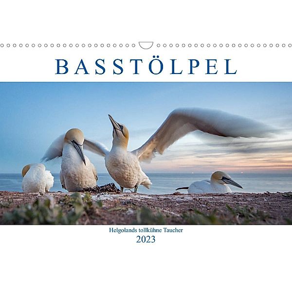 Basstölpel - Helgolands tollkühne Taucher (Wandkalender 2023 DIN A3 quer), Norman Preißler