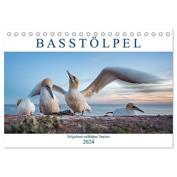 Basstölpel - Helgolands tollkühne Taucher (Tischkalender 2024 DIN A5 quer), CALVENDO Monatskalender, Norman Preißler