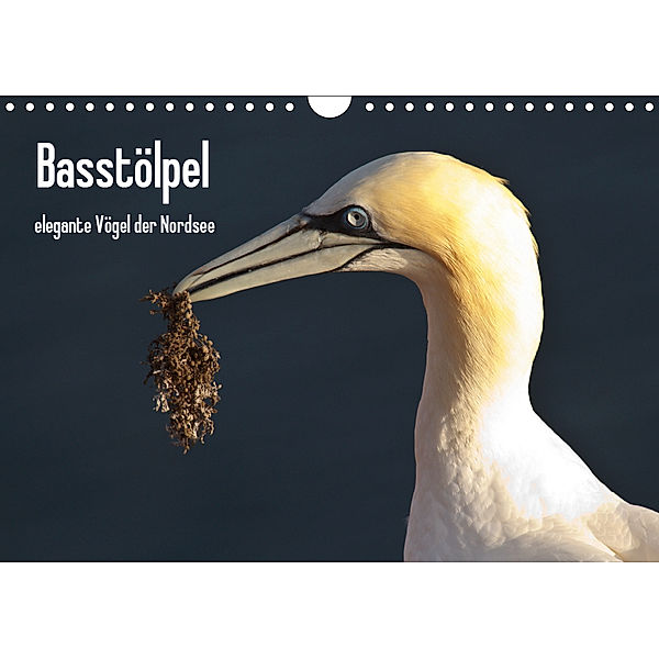 Basstölpel (Wandkalender 2019 DIN A4 quer), Leon Uppena