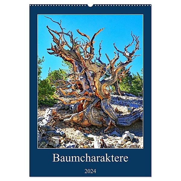 Baumcharaktere (Wandkalender 2024 DIN A2 hoch), CALVENDO Monatskalender, Andreas Struve