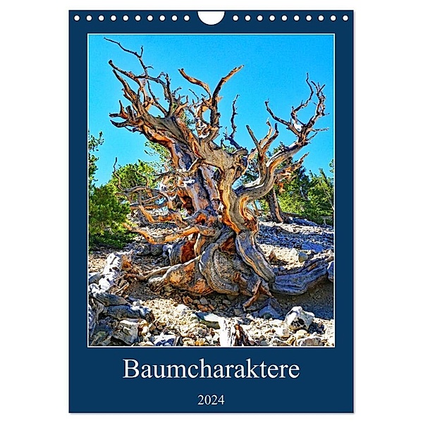 Baumcharaktere (Wandkalender 2024 DIN A4 hoch), CALVENDO Monatskalender, Andreas Struve