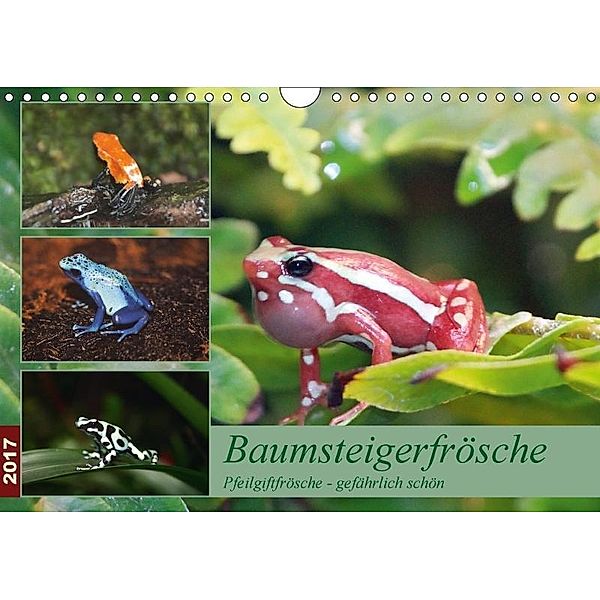 Baumsteigerfrösche. Pfeilgiftfrösche - gefährlich schön (Wandkalender 2017 DIN A4 quer), B. Mielewczyk