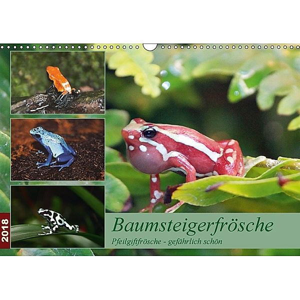 Baumsteigerfrösche. Pfeilgiftfrösche - gefährlich schön (Wandkalender 2018 DIN A3 quer), B. Mielewczyk