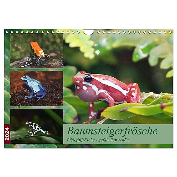 Baumsteigerfrösche. Pfeilgiftfrösche - gefährlich schön (Wandkalender 2024 DIN A4 quer), CALVENDO Monatskalender, B. Mielewczyk