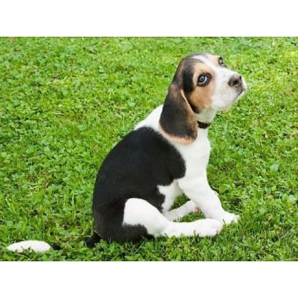 Beagle - 1.000 Teile (Puzzle)