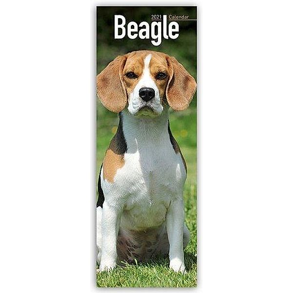 Beagle 2021, Avonside Publishing Ltd