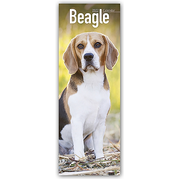 Beagle 2022, Avonside Publishing Ltd