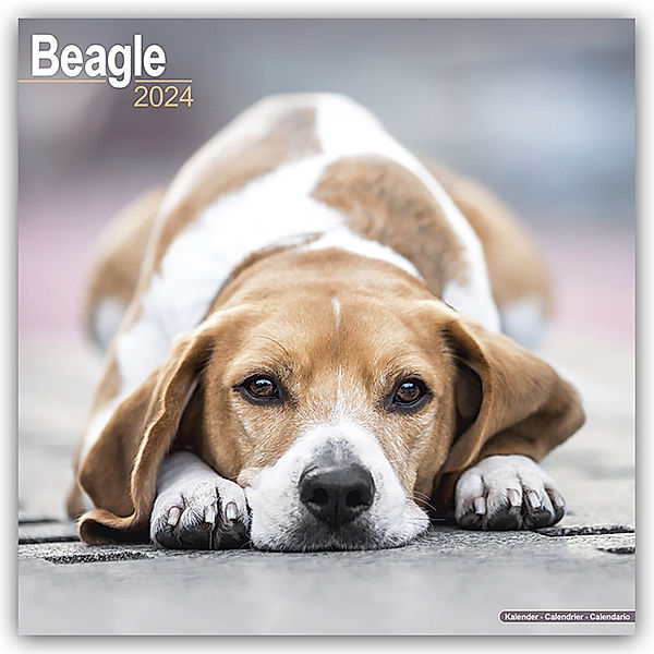 Beagle 2024 - 16-Monatskalender, Avonside Publishing Ltd