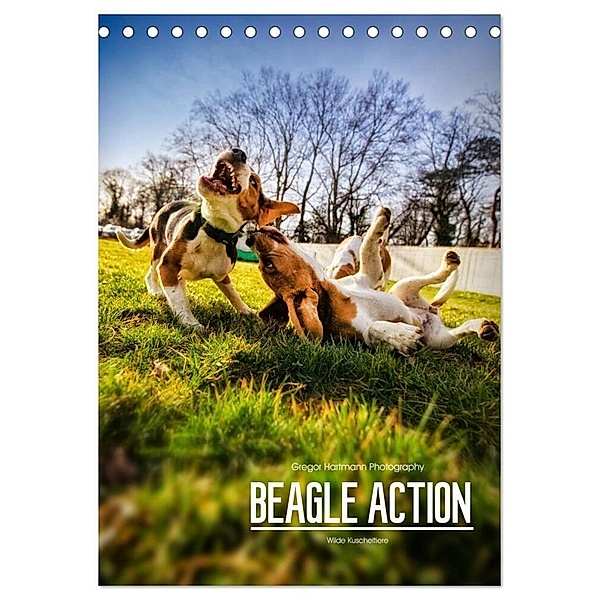 Beagle Action - Wilde Kuscheltiere (Tischkalender 2024 DIN A5 hoch), CALVENDO Monatskalender, Gregor Hartmann
