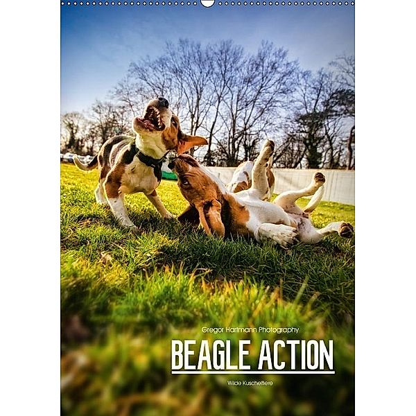 Beagle Action - Wilde Kuscheltiere (Wandkalender 2017 DIN A2 hoch), Gregor Hartmann