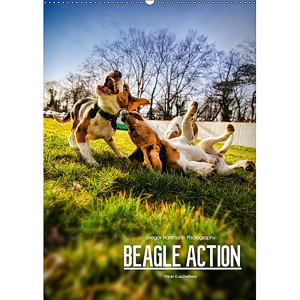 Beagle Action - Wilde Kuscheltiere (Wandkalender 2019 DIN A2 hoch), Gregor Hartmann