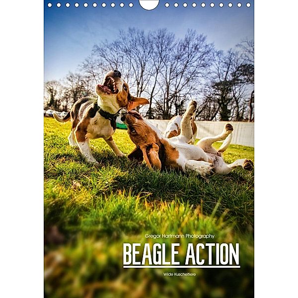 Beagle Action - Wilde Kuscheltiere (Wandkalender 2020 DIN A4 hoch), Gregor Hartmann