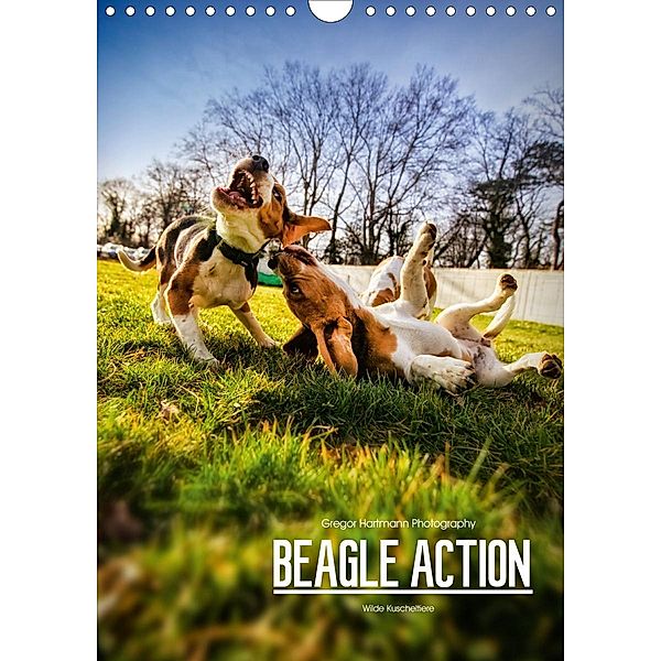 Beagle Action - Wilde Kuscheltiere (Wandkalender 2021 DIN A4 hoch), Gregor Hartmann