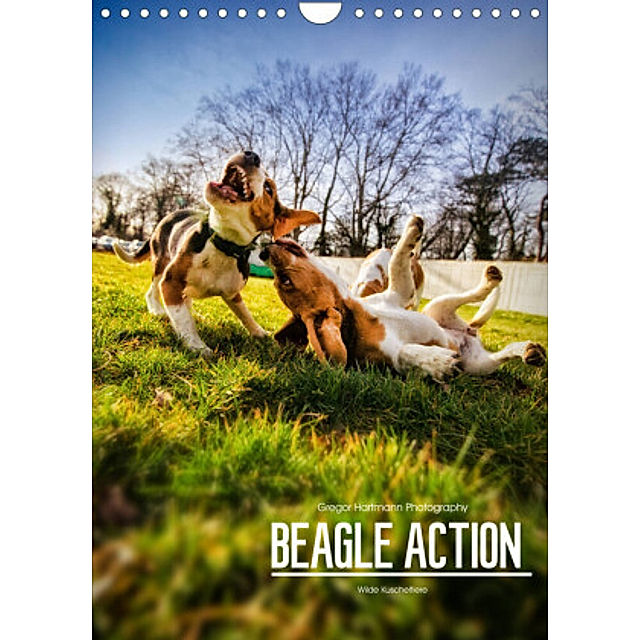 Beagle Action - Wilde Kuscheltiere Wandkalender 2022 DIN A4 hoch - Kalender  bestellen