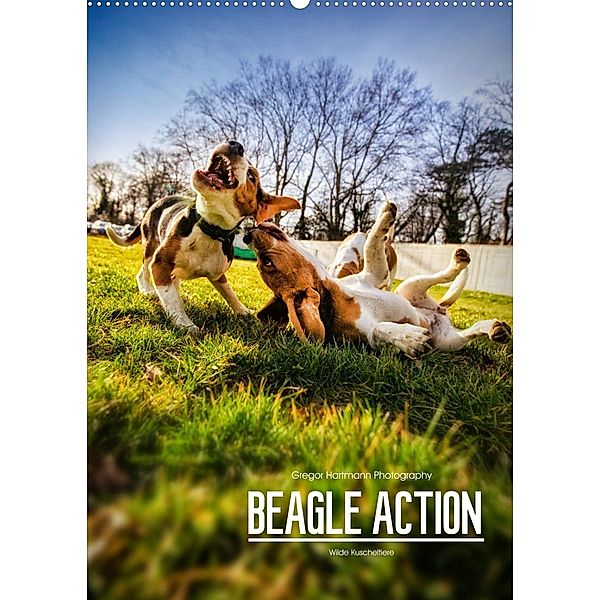 Beagle Action - Wilde Kuscheltiere (Wandkalender 2023 DIN A2 hoch), Gregor Hartmann