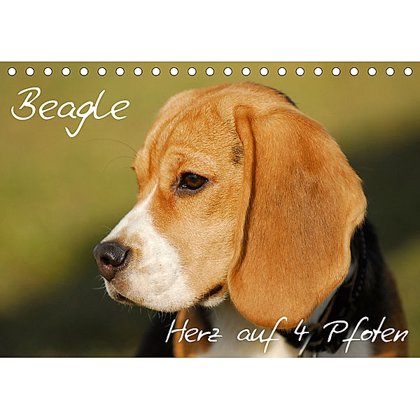 Beagle - Herz auf 4 Pfoten (Tischkalender 2019 DIN A5 quer), Sigrid Starick