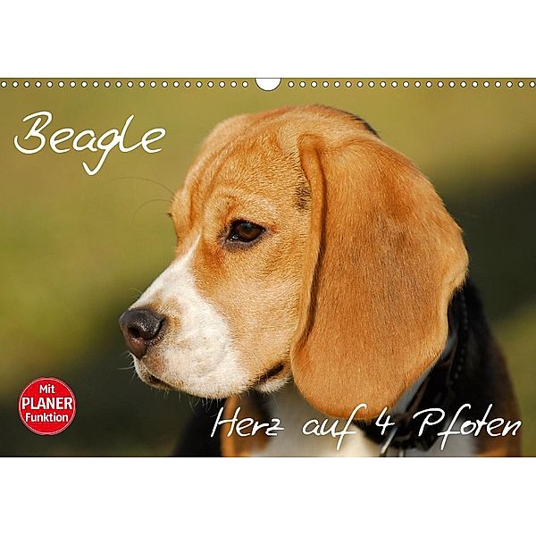 Beagle - Herz auf 4 Pfoten (Wandkalender 2021 DIN A3 quer), Sigrid Starick