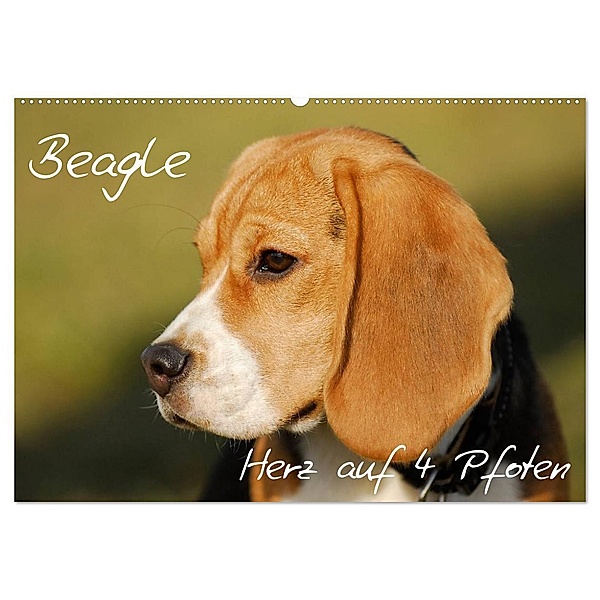 Beagle - Herz auf 4 Pfoten (Wandkalender 2024 DIN A2 quer), CALVENDO Monatskalender, Sigrid Starick