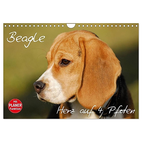 Beagle - Herz auf 4 Pfoten (Wandkalender 2024 DIN A4 quer), CALVENDO Monatskalender, Sigrid Starick