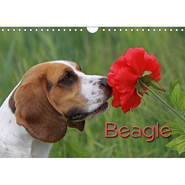 Beagle (Wandkalender 2018 DIN A4 quer), Antje Lindert-Rottke, Martina Berg