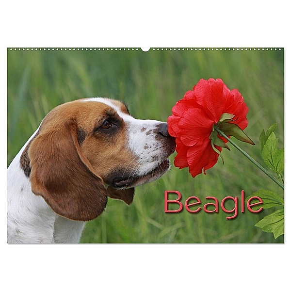 Beagle (Wandkalender 2024 DIN A2 quer), CALVENDO Monatskalender, Pferdografen.de