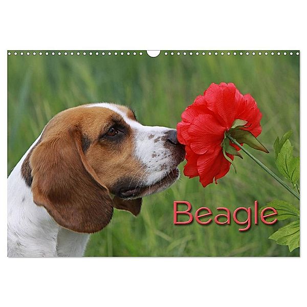 Beagle (Wandkalender 2024 DIN A3 quer), CALVENDO Monatskalender, Pferdografen.de