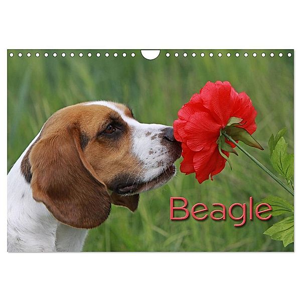 Beagle (Wandkalender 2025 DIN A4 quer), CALVENDO Monatskalender, Calvendo, Pferdografen.de
