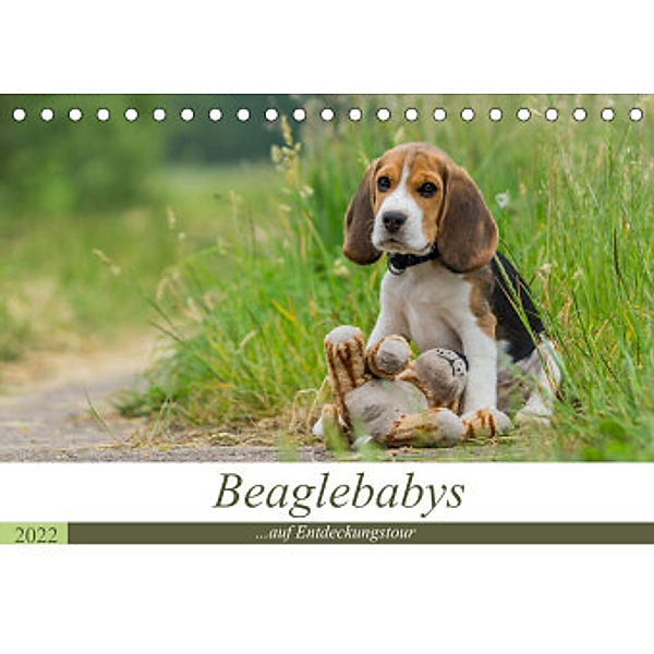 Beaglebabys auf Entdeckungstour (Tischkalender 2022 DIN A5 quer), Sonja Teßen
